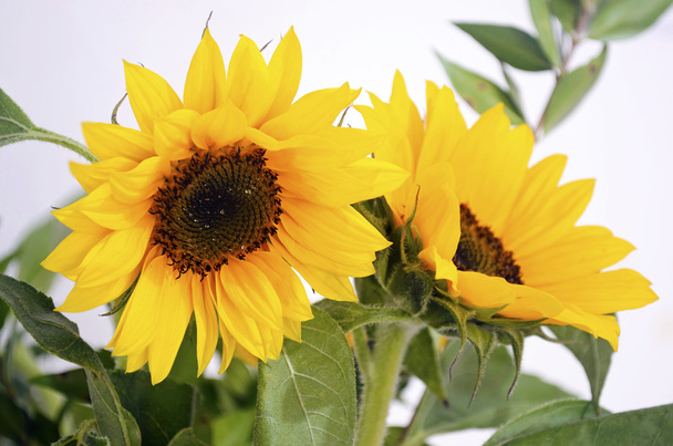 gelbe Sonnenblume - helios - Foto, Bild