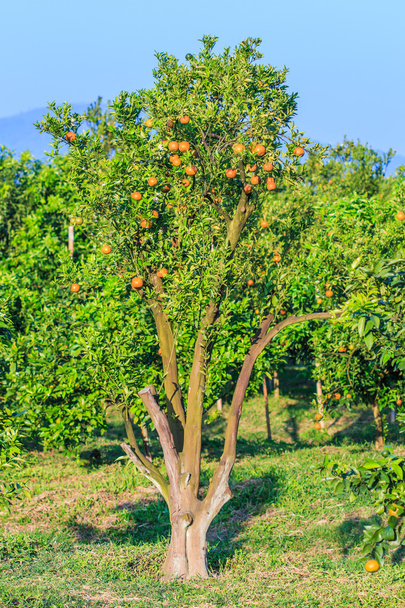 kypsiä mandariineja hedelmätarhassa
 - Valokuva, kuva