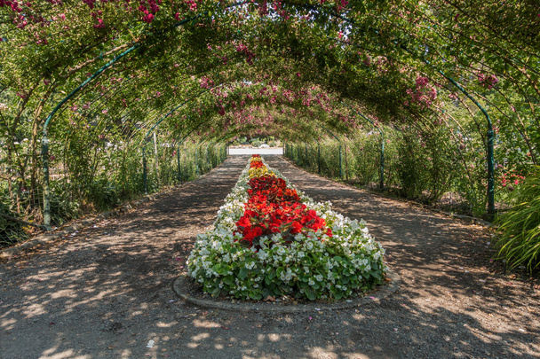 ポイント ・ ディファイアンス 2 でバラ植樹 - 写真・画像