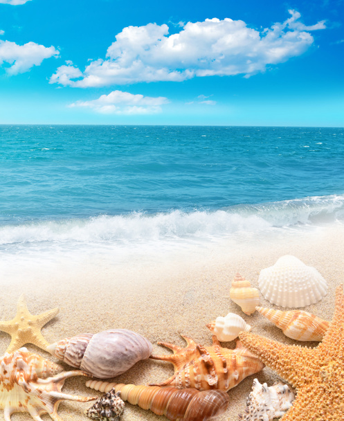 Shell a hvězdice na písečné pláži - Fotografie, Obrázek