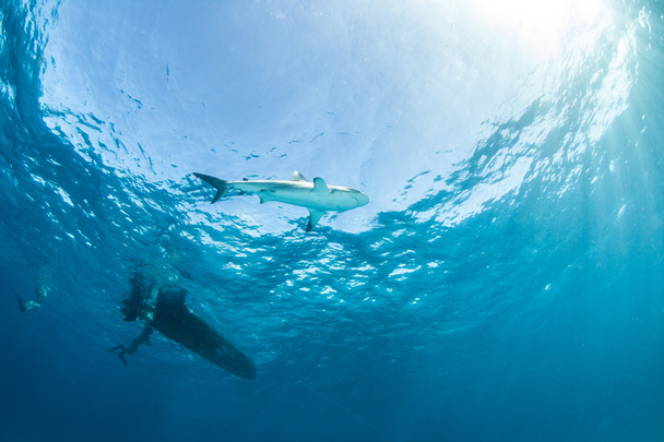 Caribbean reef shark - Φωτογραφία, εικόνα