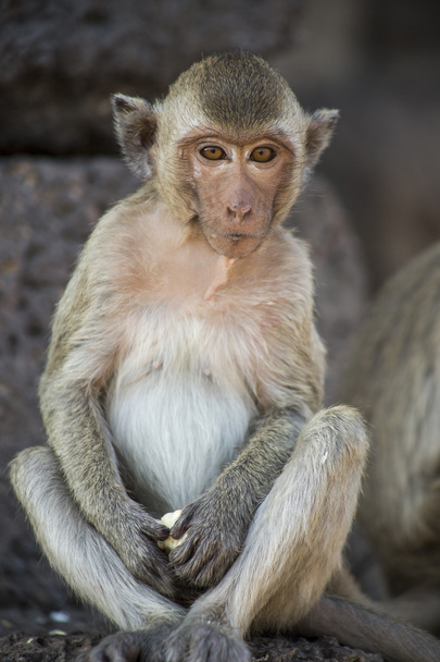 Cangrejo joven comiendo macaco
 - Foto, imagen