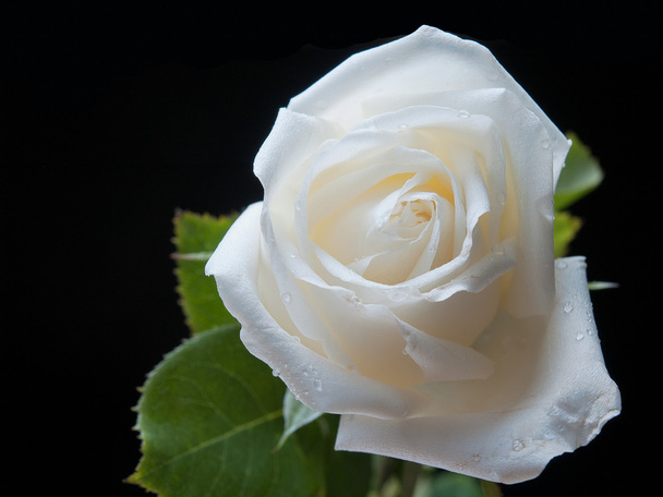 Witte rozen, dit is waar mijn liefde - Foto, afbeelding