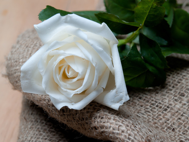 Fehér Rózsa, ez az, ahol az én-m szeretet - Fotó, kép