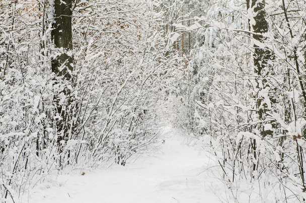 winter forest covered with snow  - Zdjęcie, obraz