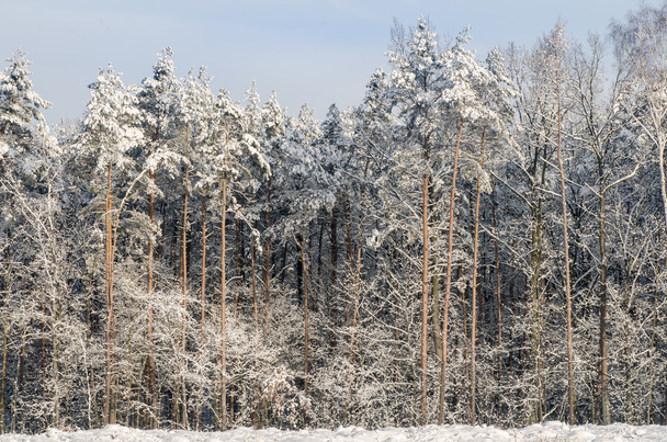 winter forest covered with snow  - Valokuva, kuva