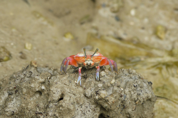 eine orangefarbene Krabbe - Foto, Bild