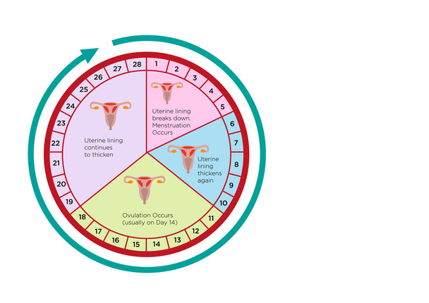 Calendario de Ciclo de Fertilidad Femenina con diferentes etapas. Clip de arte editable
. - Vector, imagen