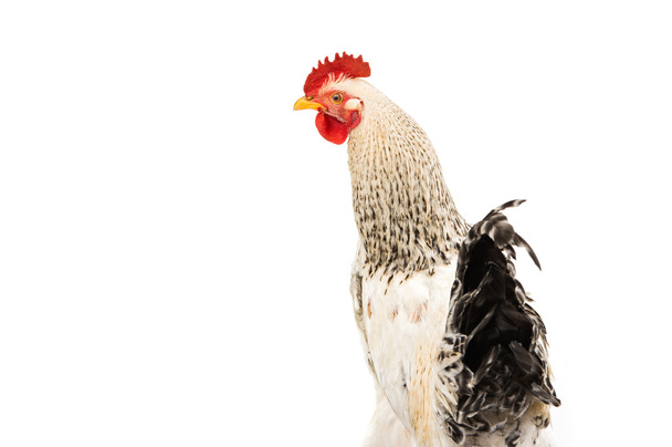 Colorful Rooster Isolated On White - Φωτογραφία, εικόνα