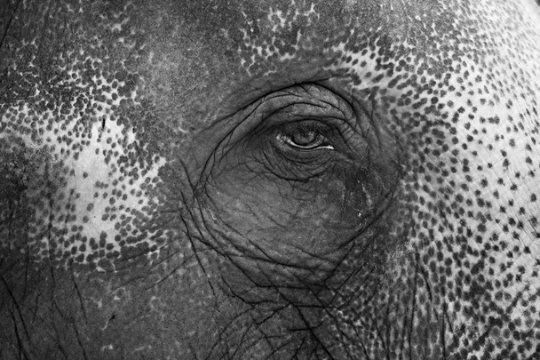 Black & White fotografie sloní oko pocit  - Fotografie, Obrázek