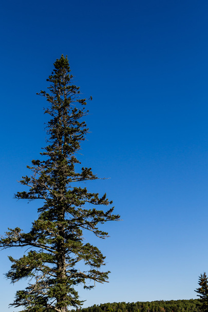 El abeto de Maine se eleva hacia el cielo azul
 - Foto, imagen