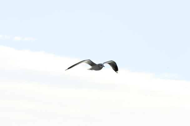 Sophisticated flying style of seagull - Photo, Image