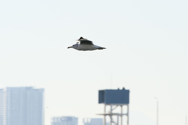 Sophisticated flying style of seagull - Photo, Image