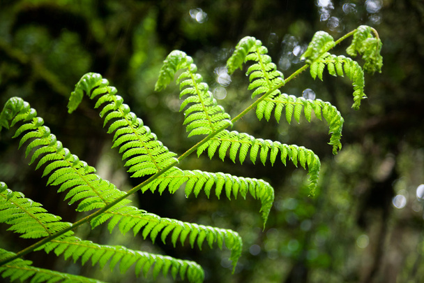 Fern leaf in a rain forest in New Zealand - Photo, Image