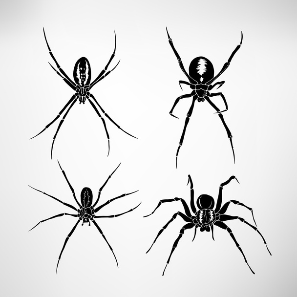 Four spiders. Vector illustration - Vector, Image
