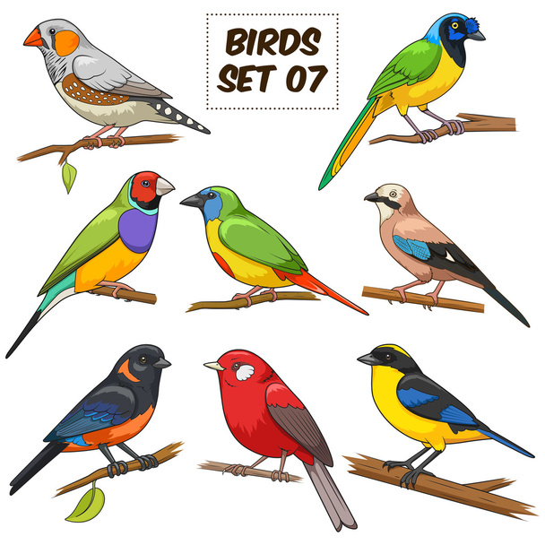 Bird set cartoon colorful vector illustration - ベクター画像