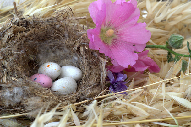 Easter eggs in the nest. - Foto, afbeelding
