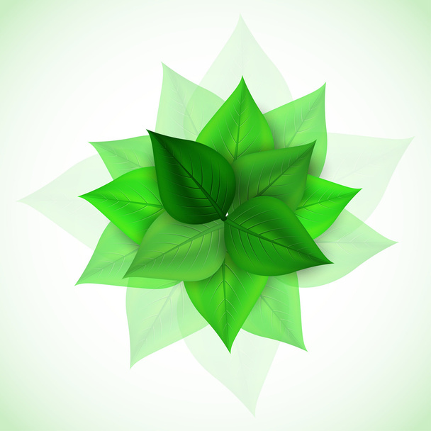 ветви со свежими зелеными листьями - Вектор,изображение