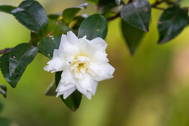 Kamelia Kwiat - kwiat Chinases Camellia  - Zdjęcie, obraz