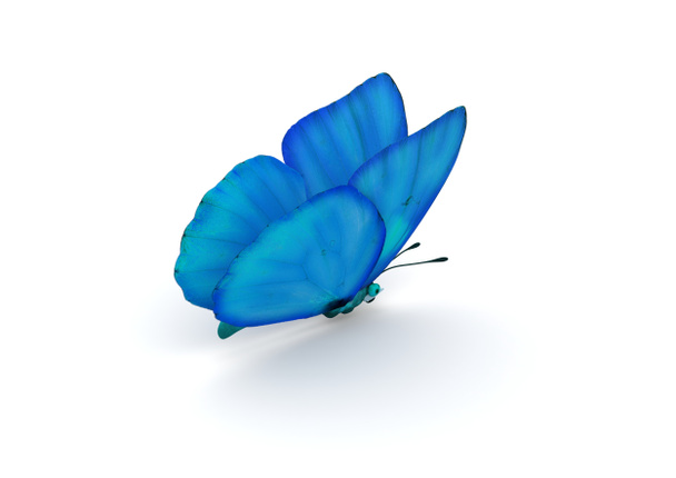 farfalla blu isolato
 - Foto, immagini