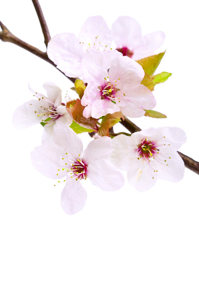 Pink cherry blossom (sakura flowers), isolated on white - Foto, immagini