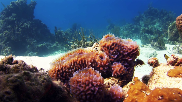 Zee sponzen in het midden van een koraal rif. - Video