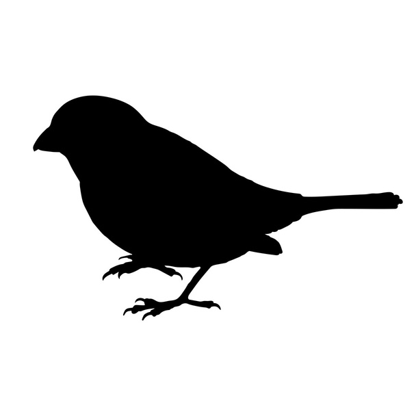 Sparrow Silhouette Vector EPS 10 - Vector, imagen