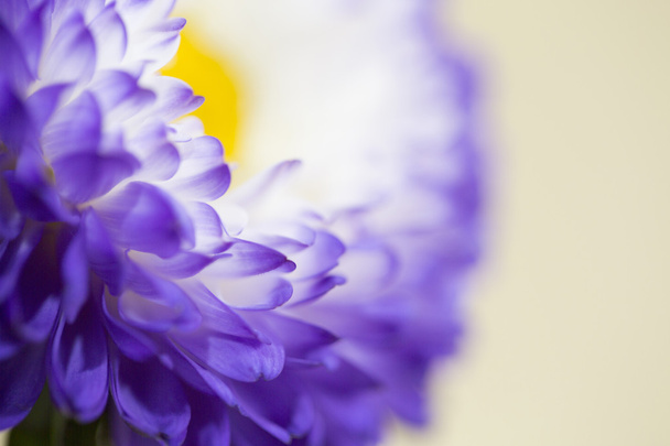 Una flor púrpura
 - Foto, imagen