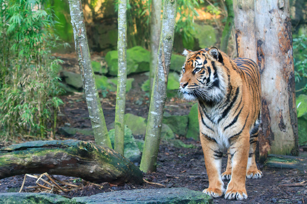 ベンガルの虎 - 写真・画像