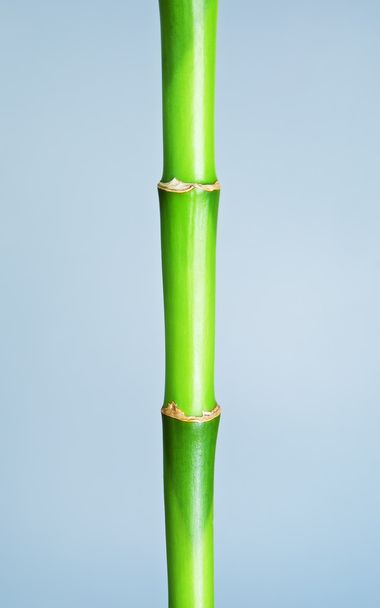 Green Bamboo Stem - Φωτογραφία, εικόνα