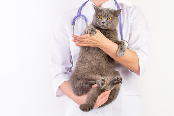 The veterinarian holds a cat in her arms - Zdjęcie, obraz