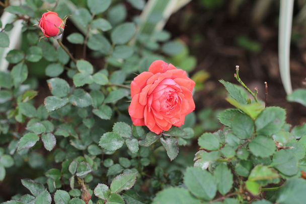 um canteiro de flores de Rose
 - Foto, Imagem