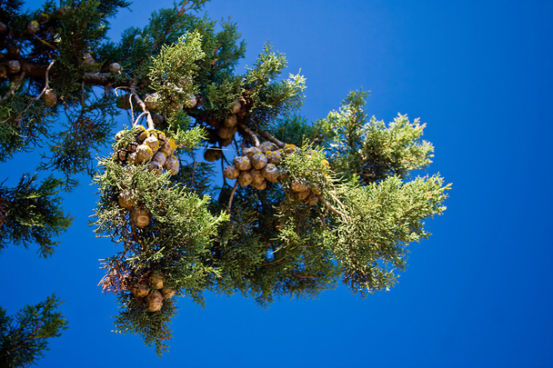 Гілки соснового дерева з шишками
 - Фото, зображення