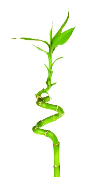 Green Bamboo Sprout - Fotoğraf, Görsel