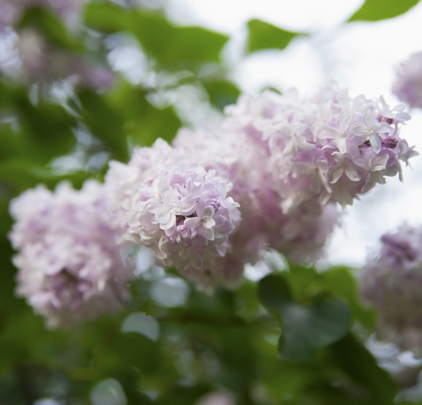The flowers are pale pink lilac on a background of green foliage - Foto, afbeelding