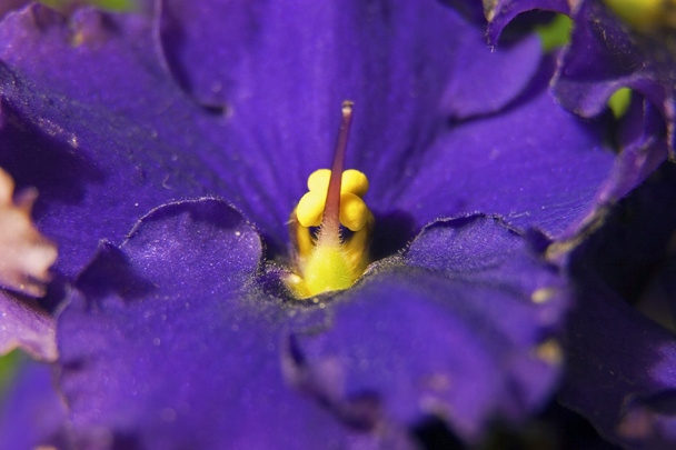 Lähikuva kukka Saintpaulia
 - Valokuva, kuva