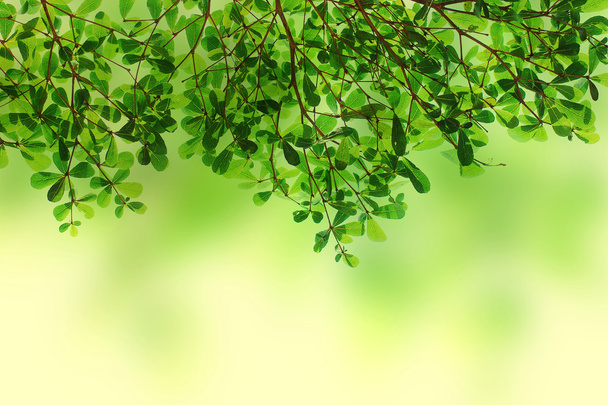 текстура фону зеленого листя
 - Фото, зображення