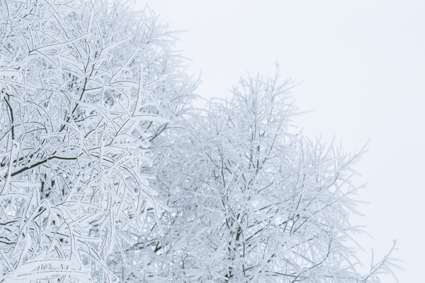 gałęzie drzew w śniegu - Zdjęcie, obraz