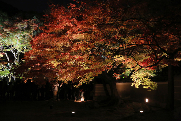 Herbstsaison der Kodaiji-Nacht  - Foto, Bild