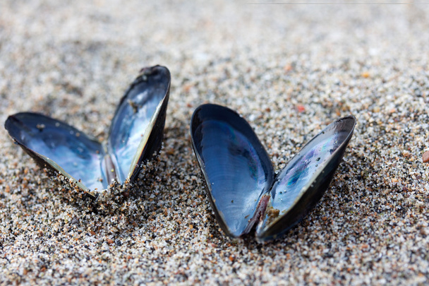Heart shaped open mussel shell on the beach - Valokuva, kuva