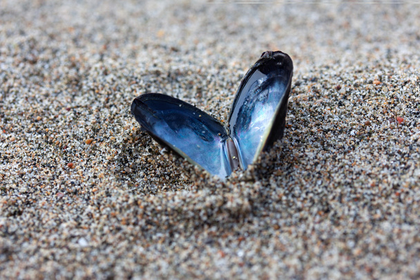 Heart shaped open mussel shell on the beach - Foto, Imagen