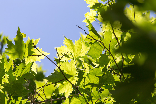 Beautiful maple leaves in nature - Фото, зображення