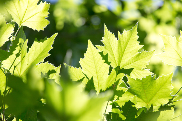 Beautiful maple leaves in nature - Foto, afbeelding