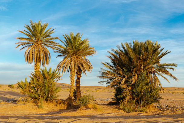 Пальмы пустыни Сахара
 - Фото, изображение
