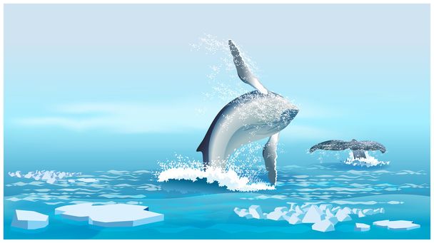 Wale im nördlichen Ozean - Vektor, Bild