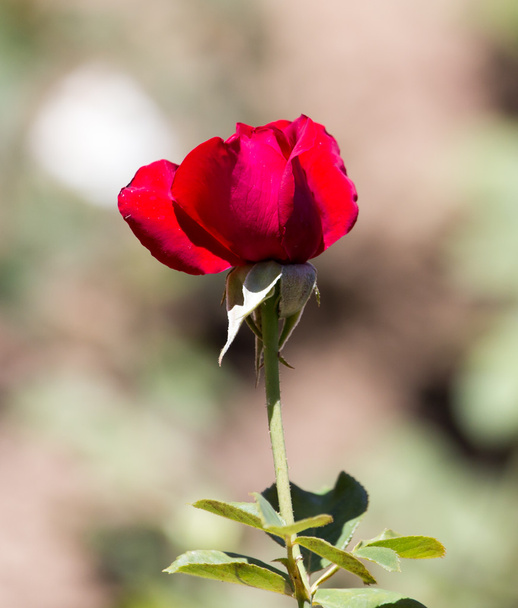 red rose in nature - Φωτογραφία, εικόνα