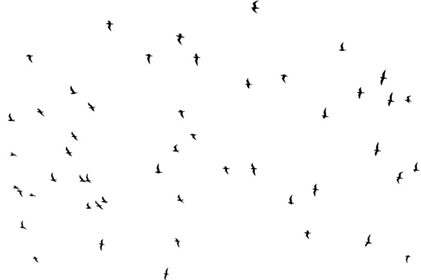 flock of birds on a white background - Фото, изображение