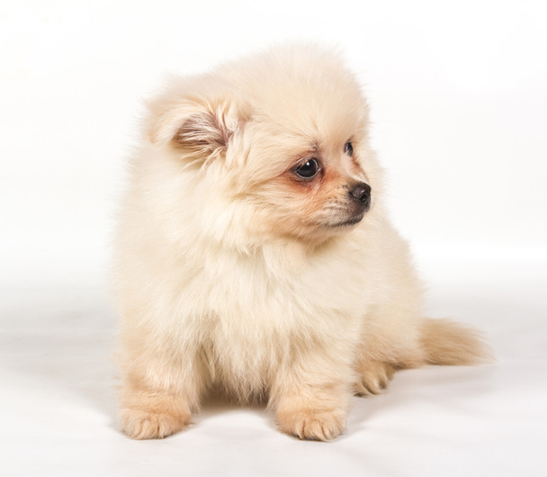 Pomeranian Spitz štěně na bílém pozadí - Fotografie, Obrázek