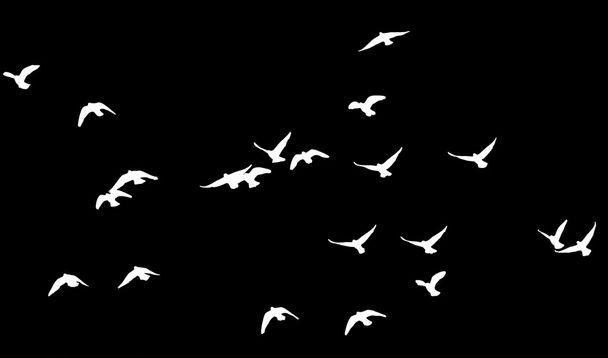 flock of pigeons on a black background - Photo, Image