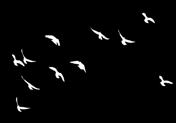 silhouette of a flock of pigeons - Фото, зображення